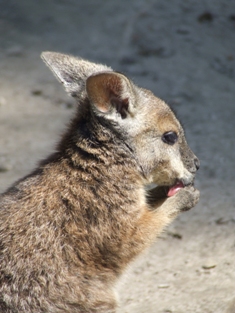 This photo of a young Australian joey was taken by photographer Sorina Bindea of Clug-Napoca, Romania.